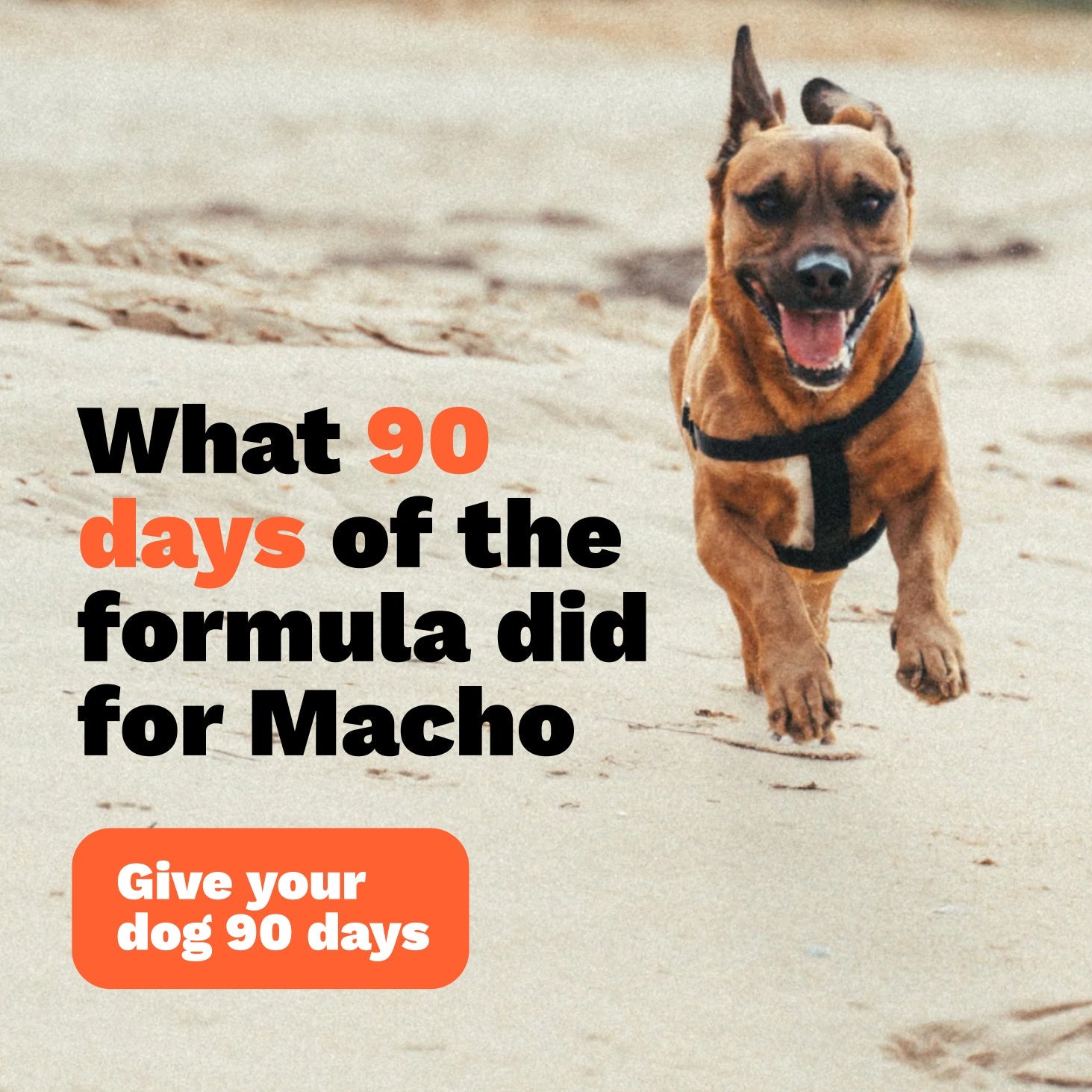 The #1 Vet-Recommended Anti-Inflammatory Powder