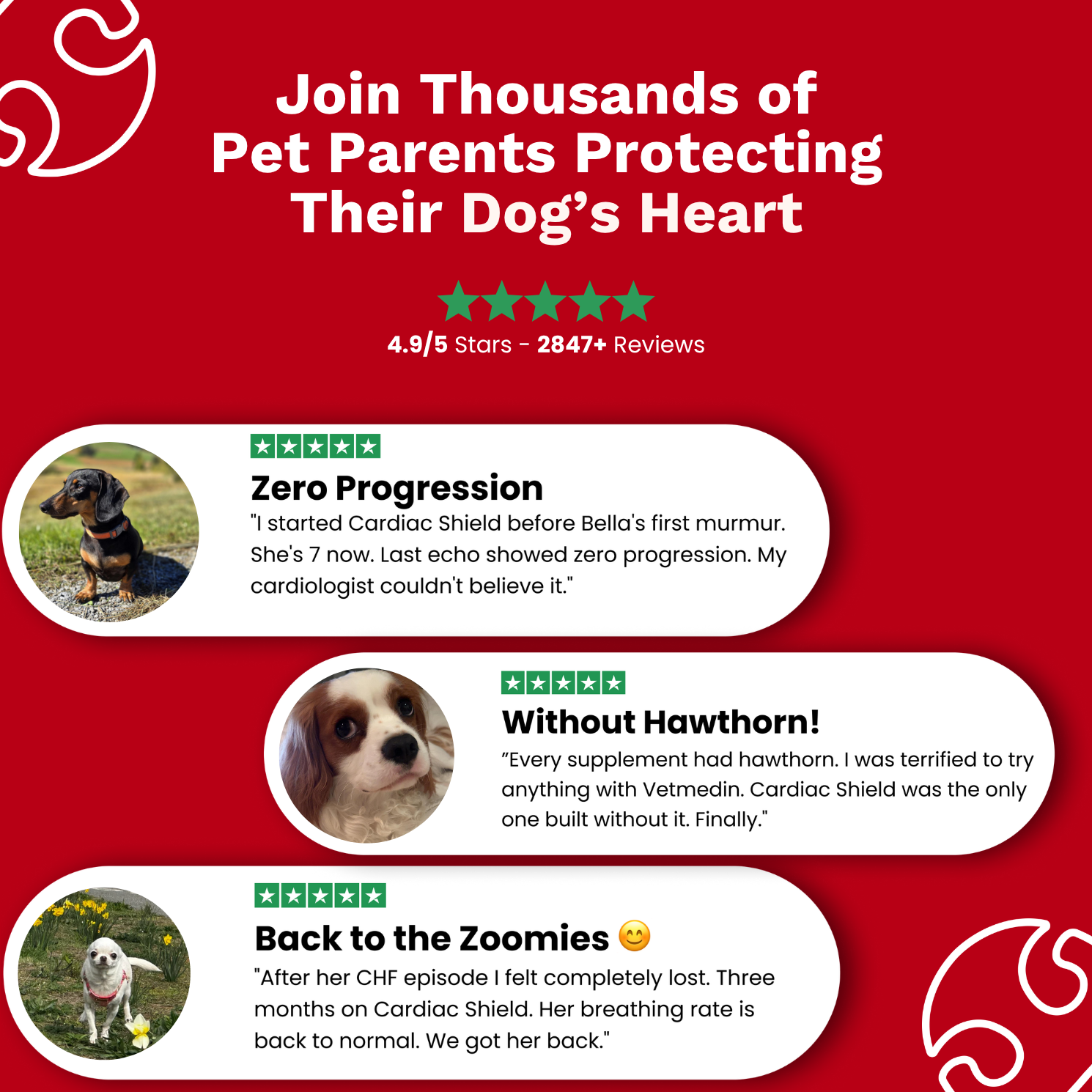 The Paw Parent - Cardiac Shield Powder
