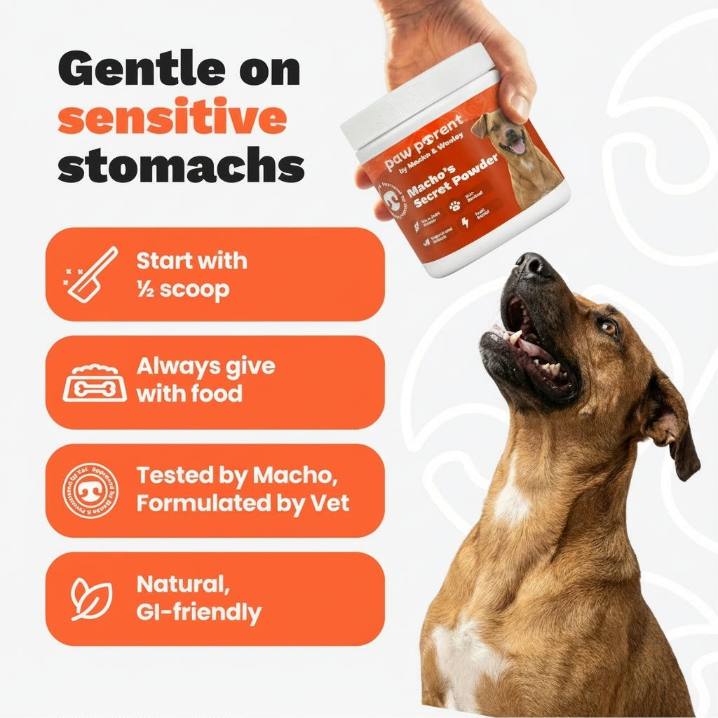 The #1 Vet-Recommended Anti-Inflammatory Powder